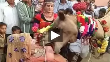 Ajab Desh Ki Gajab Tamasha ? Camel sucking boobs